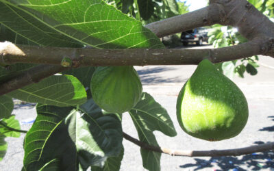 Figs! September 2025